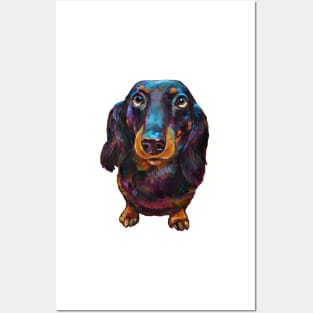 Roxy the Dachshund by Robert Phelps Posters and Art